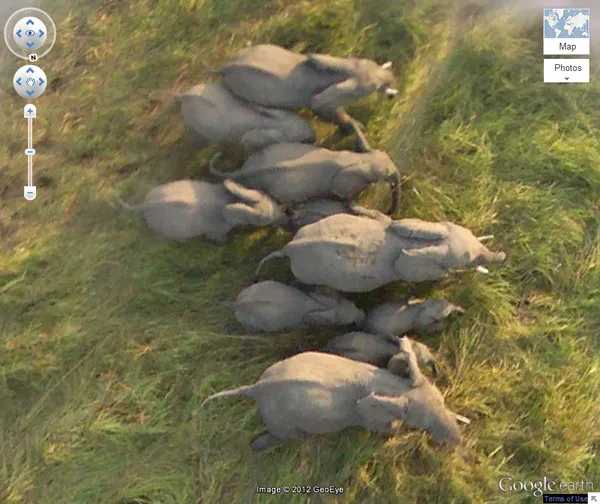 Αεροφωτογραφία οικογένειας ελεφάντων στο Τσαντ της Αφρικής