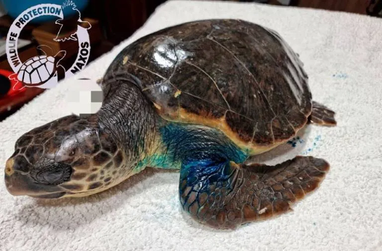 Νάξος: Θαλάσσια χελώνα βρέθηκε ακρωτηριασμένη από πετονιά στην Πάρο