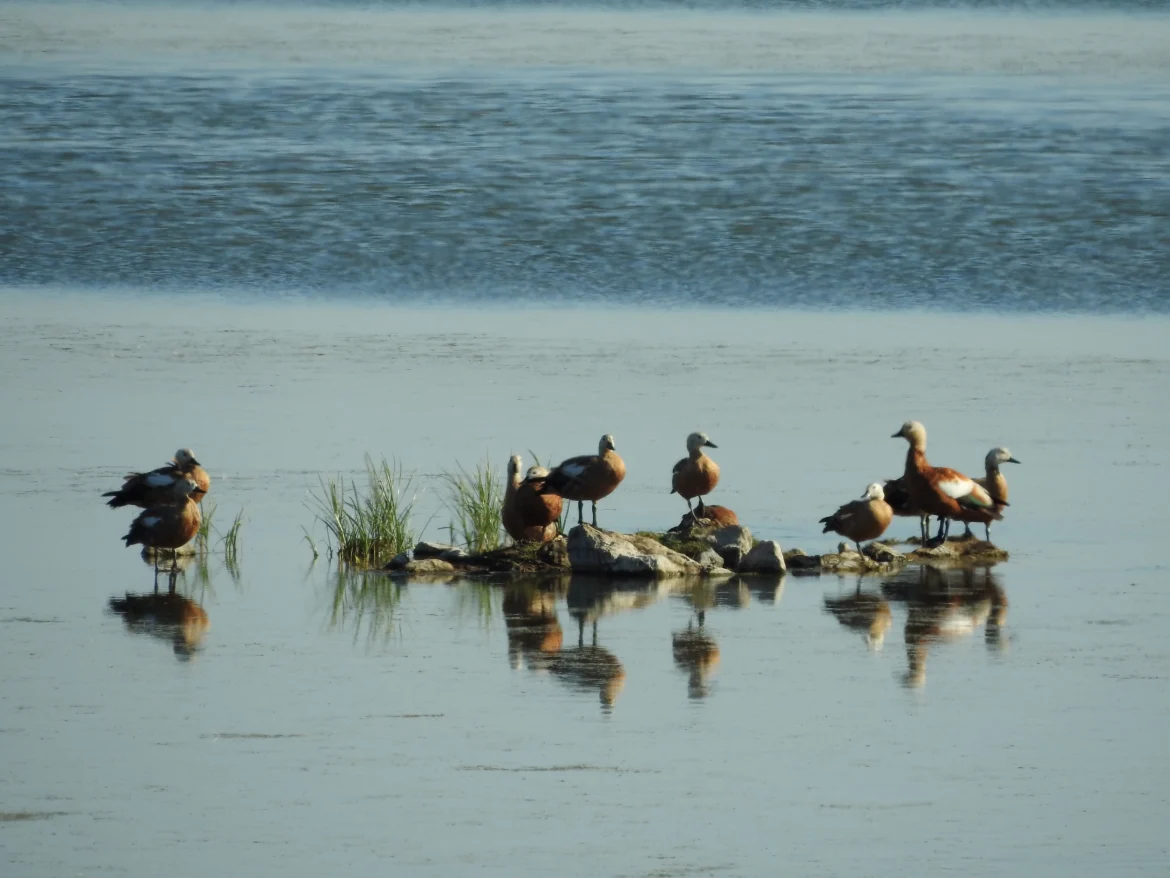 Παγκόσμια Ημέρα Υγροτόπων: Η Αλυκή της Νάξου, ένας σπουδαίος υγροβιότοπος σε απόσταση αναπνοής από την πόλη